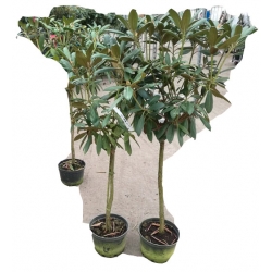 Rododendron na paliku 80-120 cm