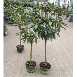 Rododendron na paliku 80-120 cm Rpal3