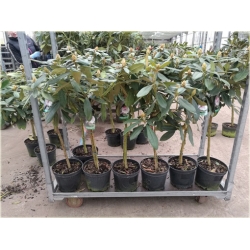 Rododendron na paliku 40-60 cm Rpal1