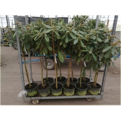 Rododendron na paliku 40-60 cm Rpal1