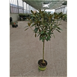 Rododendron na paliku 60-80 cm Rpal2