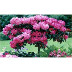 Rododendron na paliku 60-80 cm Rpal2