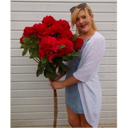 Rododendron na paliku 80-120 cm Rpal3