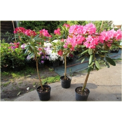 Rododendron na paliku 80-120 cm Rpal3