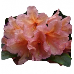 Rododendron Orangina Ro52
