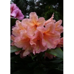 Rododendron Orangina 5 lat Ro52