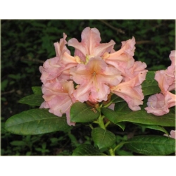 Rododendron Orangina 5 lat Ro52