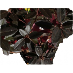 Rododendron P.J.M.Elite Ro54