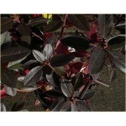 Rododendron P.J.M.Elite 5 lat Ro54