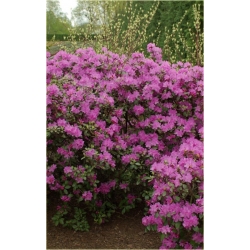 Rododendron P.J.M.Elite 5 lat Ro54