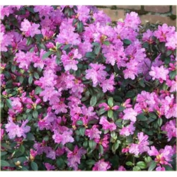 Rododendron P.J.M.Elite 5 lat Ro54