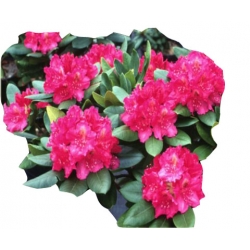 Rododendron Pearces American Beauty Ro55