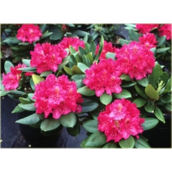 Rododendron Pearces American Beauty 5 lat Ro55