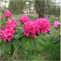 Rododendron Pearces American Beauty 5 lat Ro55