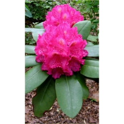 Rododendron Pearces American Beauty 5 lat Ro55