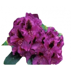 Rododendron Peter Alan Ro53