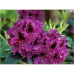 Rododendron Peter Alan 5 lat Ro53