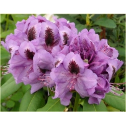 Rododendron Peter Alan 5 lat Ro53