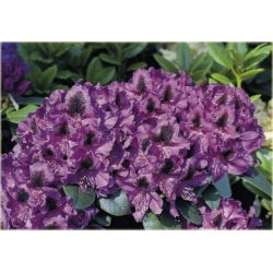 Rododendron Peter Alan 5 lat Ro53