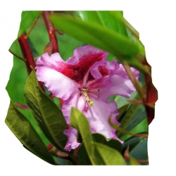 Rododendron Pfauenauge Ro56