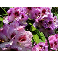 Rododendron Pfauenauge 5 lat Ro56