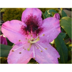 Rododendron Pfauenauge 5 lat Ro56