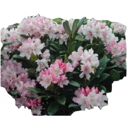 Rododendron Pohjolas Daughter Ro57