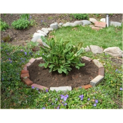 Rododendron Pohjolas Daughter 5 lat Ro57