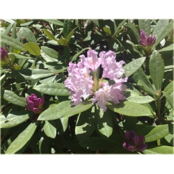 Rododendron Pohjolas Daughter 5 lat Ro57