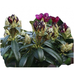 Rododendron ciemnopurpurowy Polarnacht Ro58