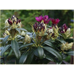 Rododendron ciemnopur Polarnacht 5 lat Ro58