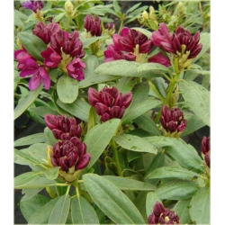 Rododendron ciemnopur Polarnacht 5 lat Ro58