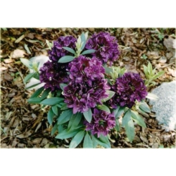 Rododendron ciemnopur Polarnacht 5 lat Ro58