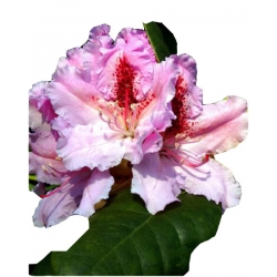 Rododendron Progres Ro60
