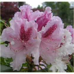 Rododendron Progres 5 lat Ro60