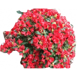 Rododendron Pumuckl Rop3