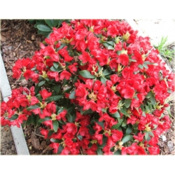 Rododendron Pumuckl 5 lat Rop3