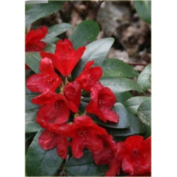 Rododendron Pumuckl 5 lat Rop3