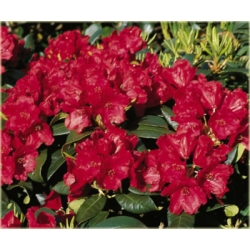 Rododendron Pumuckl 5 lat Rop3