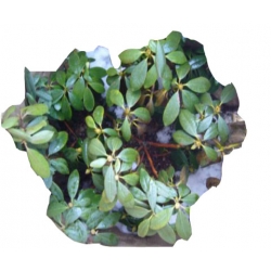 Rododendron Rasputin Ro63