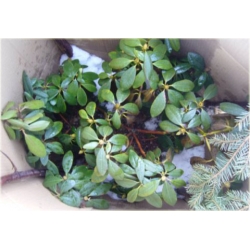 Rododendron Rasputin 5 lat Ro63