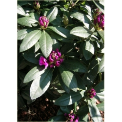 Rododendron Rasputin 5 lat Ro63