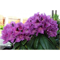 Rododendron Rasputin 5 lat Ro63
