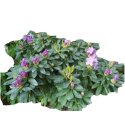 Rododendron Roseum Elegans Ro64