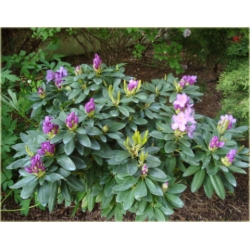 Rododendron Roseum Elegans 5 lat Ro64