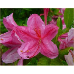 Rododendron Roseum Elegans 5 lat Ro64