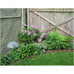 Rododendron Roseum Elegans 5 lat Ro64