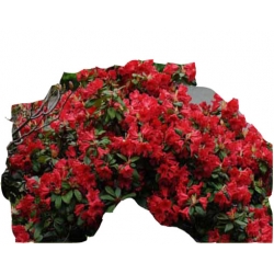Rododendron Scarlet Wonder Rop4