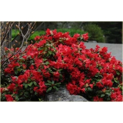 Rododendron Scarlet Wonder 5 lat Rop4