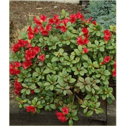 Rododendron Scarlet Wonder 5 lat Rop4